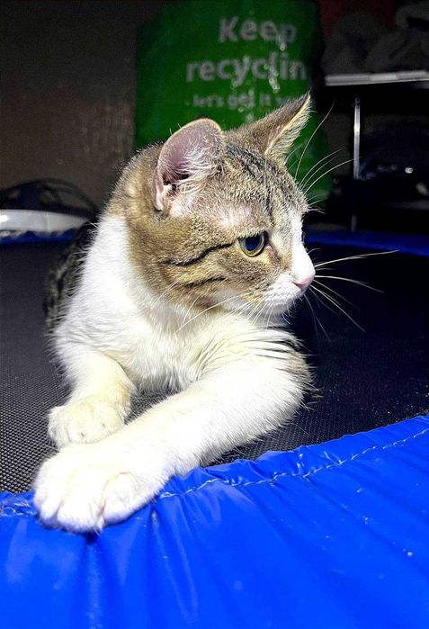 Отдам полосатого кота, 1 год, кастрирован, привит