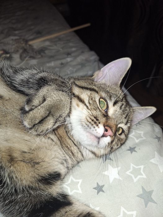 Отдам котика безплатно