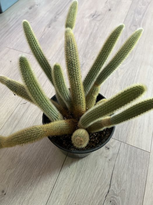 Кактус великий