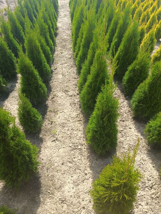 Sprzedam Thuje occ Brabant 200- 220cm