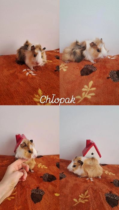 Sprzedam świnki morskie