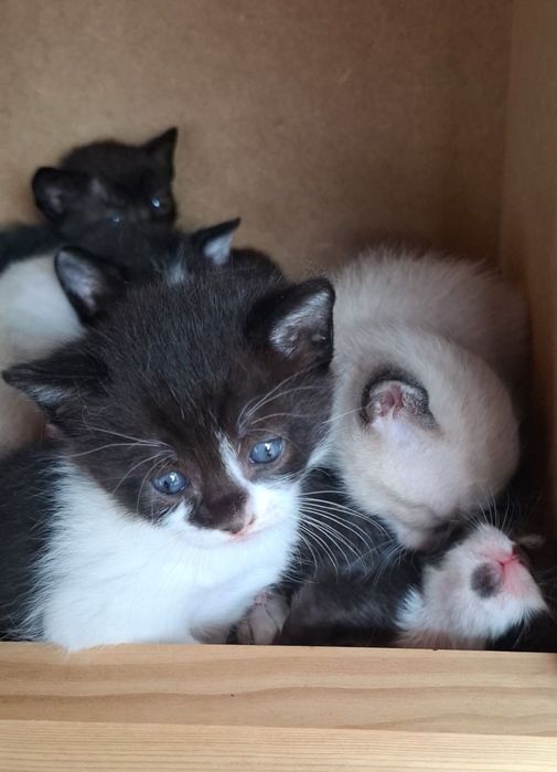 Gatinhos para adocao