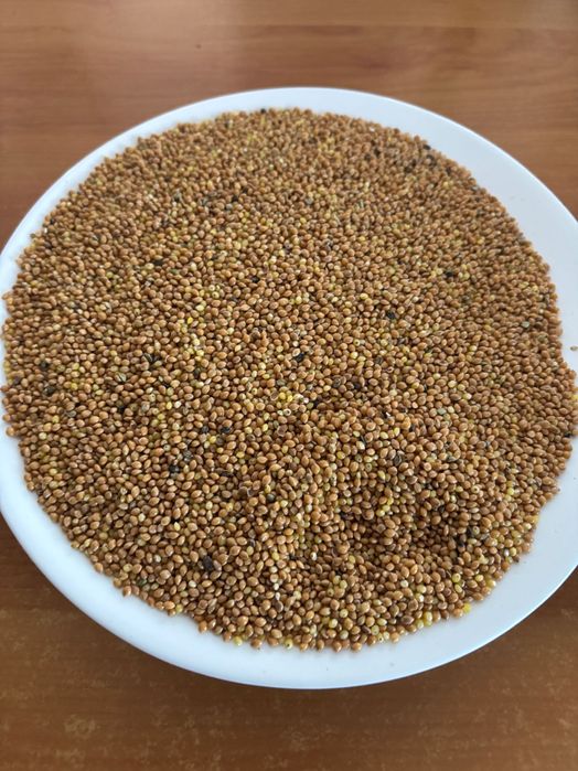 Proso, gorczyca - sprzedam