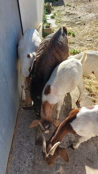 Cabras boas raça