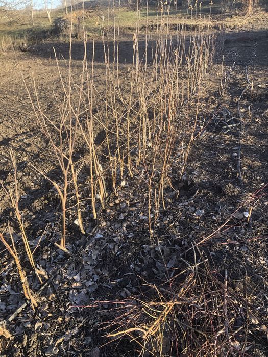 Продам саджанці яблунь