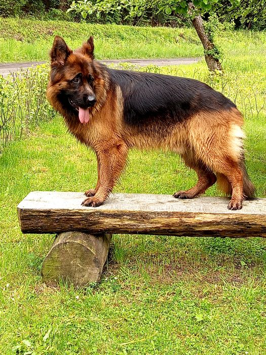 Цуценя німецької вівчарки