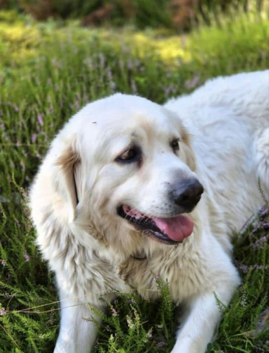 Zaginal owczarek podchalanski