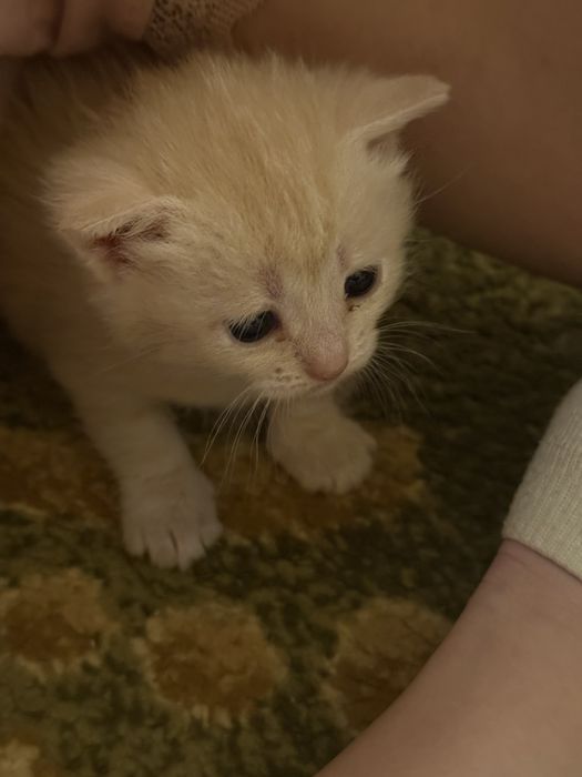 Котенятка миленькі