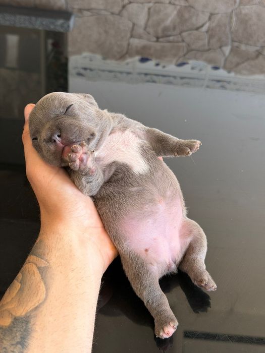 Buldog frances azul