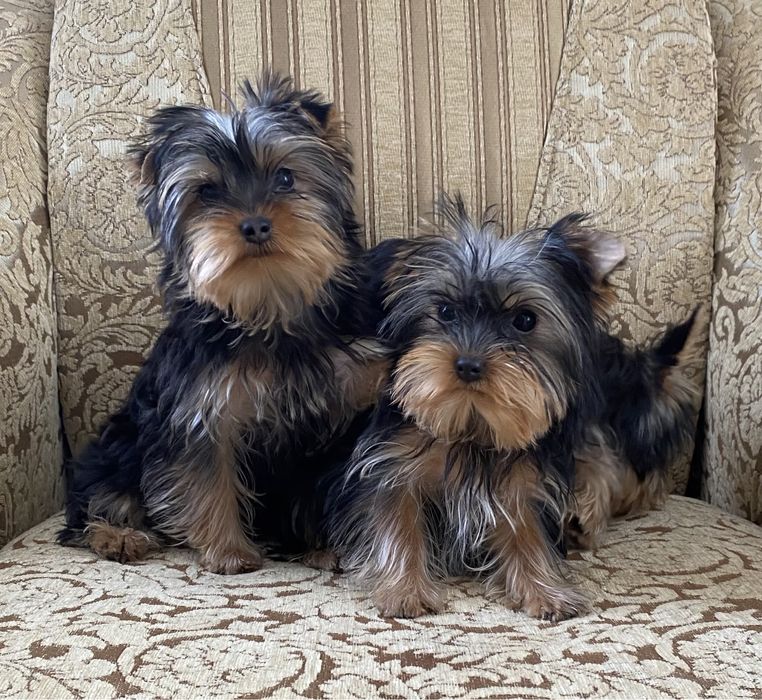 Детки сладкие  конфетки)