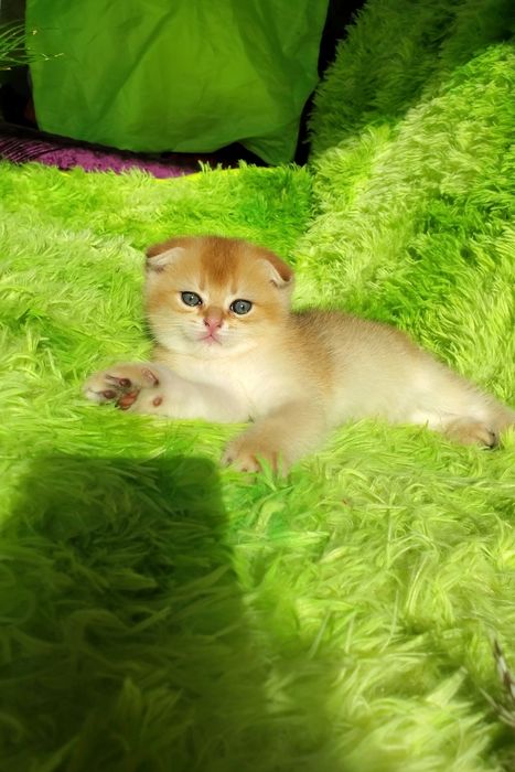 Ласковые малыши. Котята золотая шиншилла.