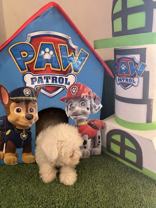 Bichon maltes super top femea olhos azuis