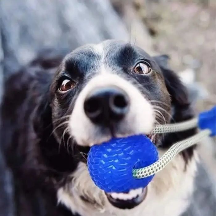 Іграшка для собак