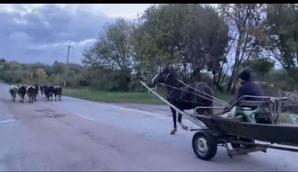 Продається кінь!!