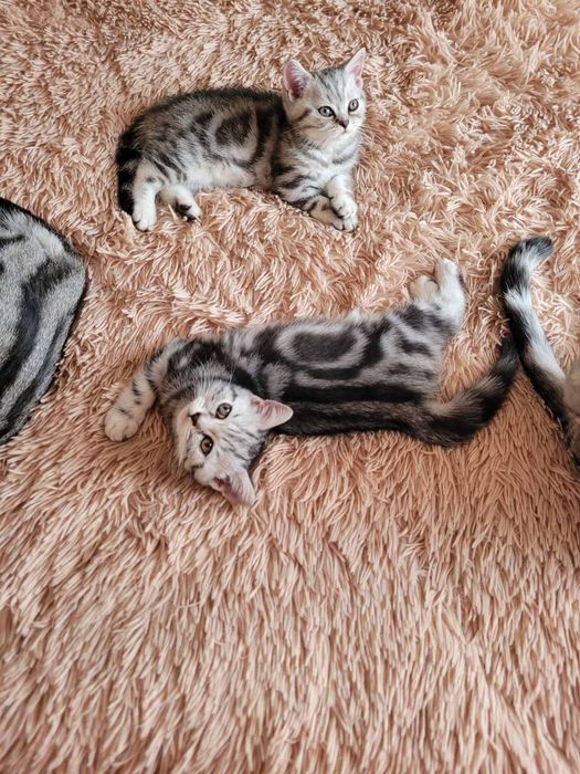 Мраморные котята
