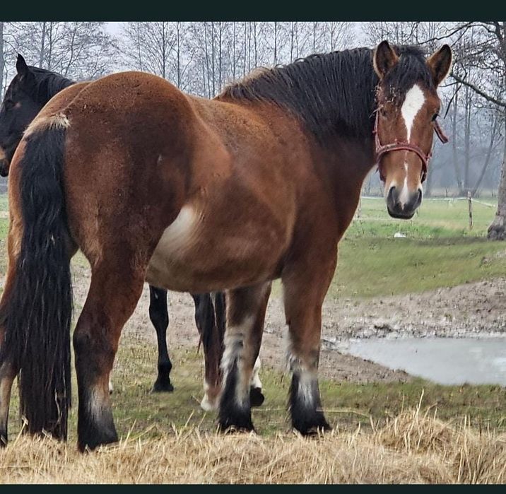 Klacz zimnokrwista 33 miesiące