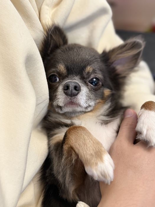 Перетримка котиків та собак, зооняня