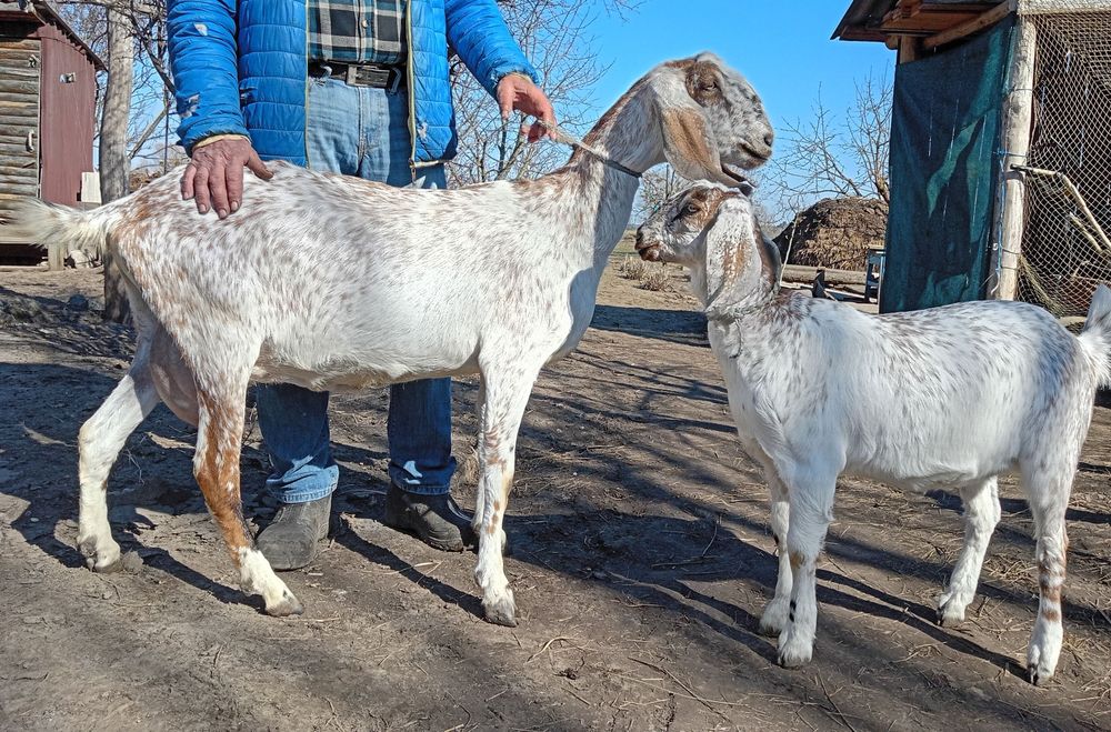 Англо-нубійська 100% кізонька