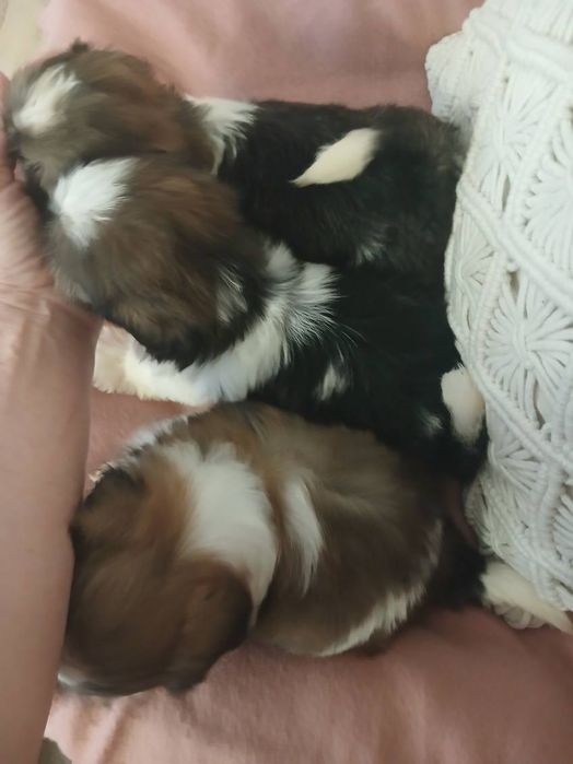 Shih tzu suczka cudo