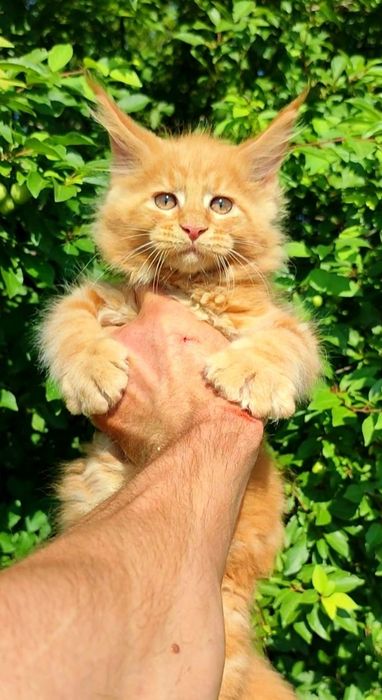 Мейнкуны Котята мейнкуна