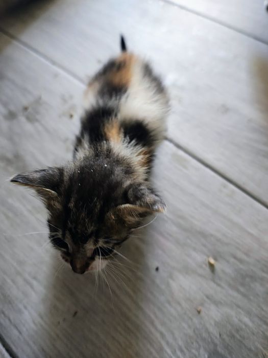 Gatinhos recém nascido