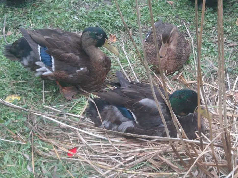 молоді качури Руанці