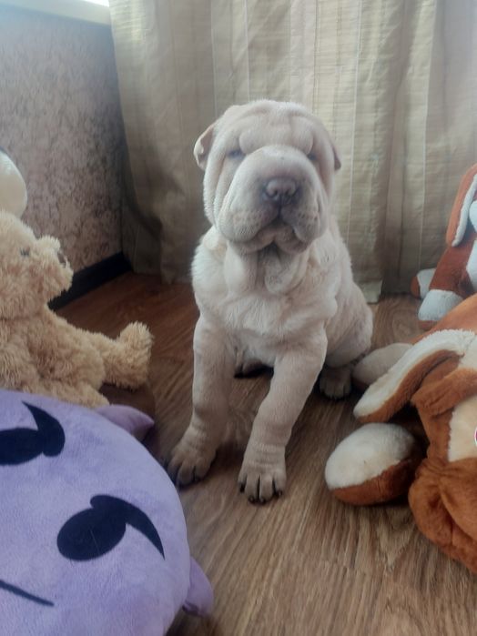 Шикарная голубогенная девочка.