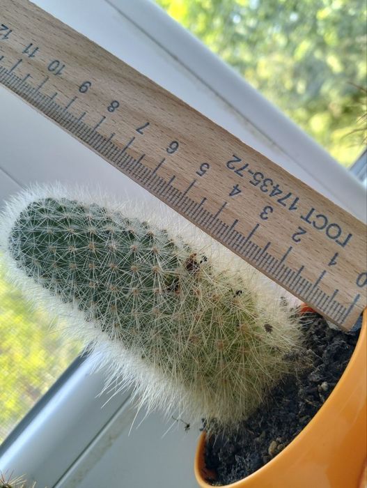 кактус большой пушистый