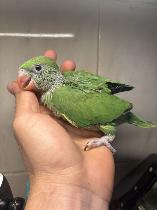 Ring neck verde