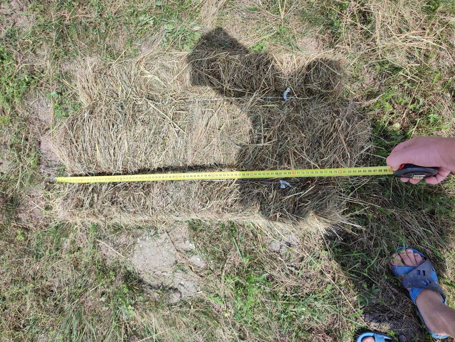 Продам сіно, тюки сіна (великі)