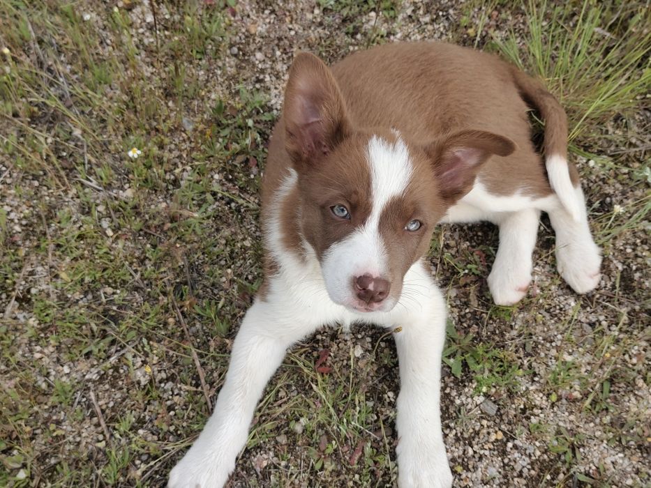 Border Collie chocolate