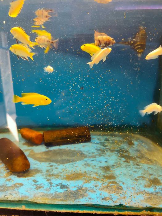 cidlideos africanos 4-6cm ler descrição