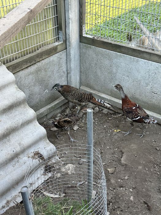 Sprzedam bazanty kasztanowe E L I O T Y z 2025r