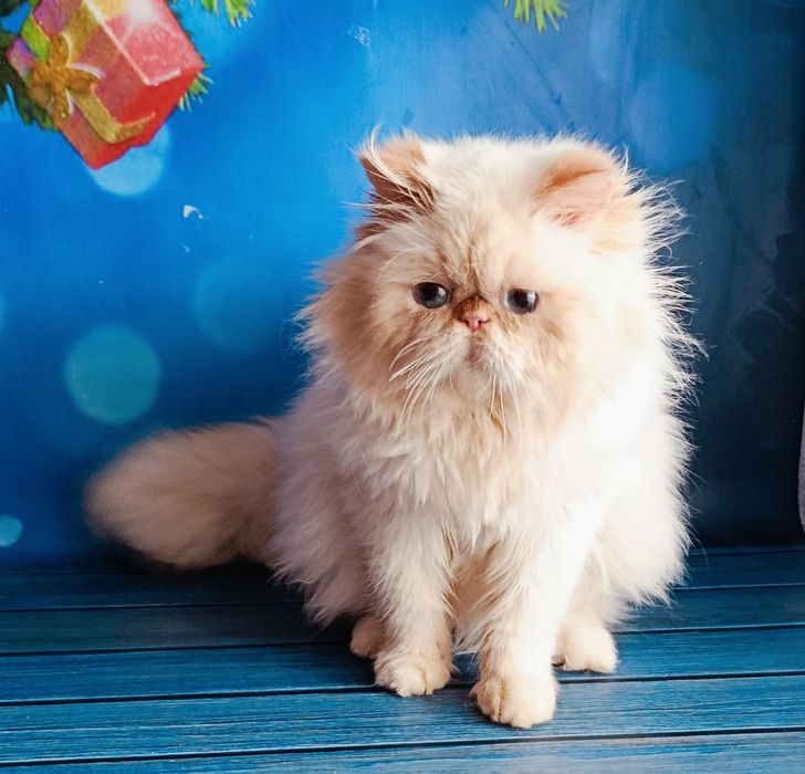 Персидский малыш