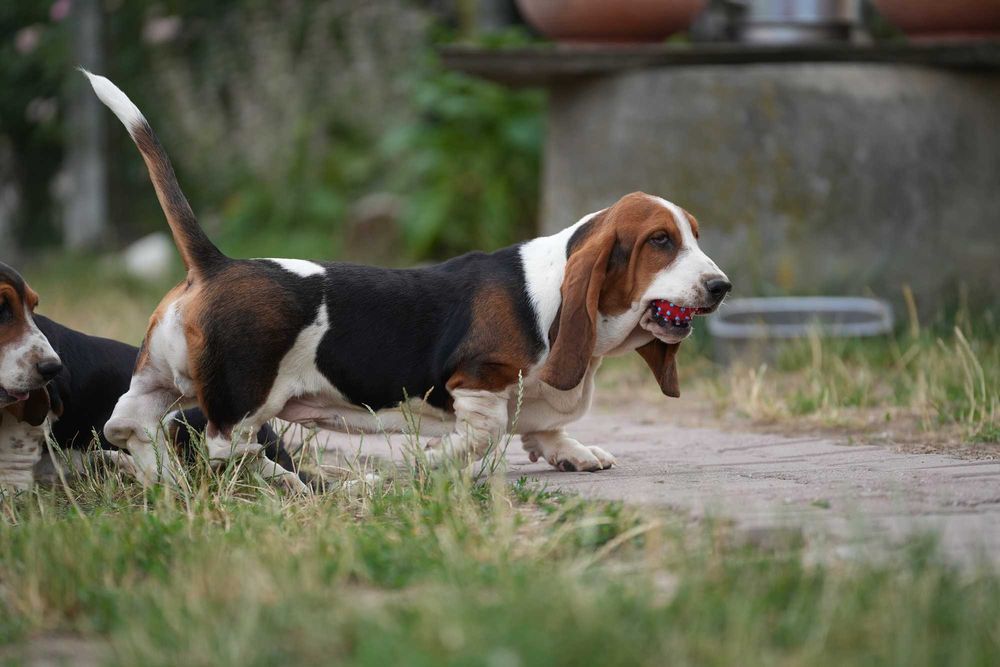 Basset Hound Piesek