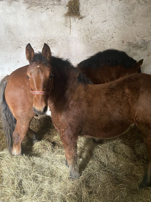 Sprzedam zrebaka zimokrwistego