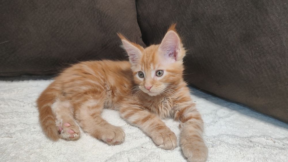 Рыжий красавчик Мейн Кун.