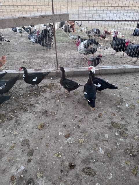 Vendem-se Patos adultos vivos no Pinhal Novo