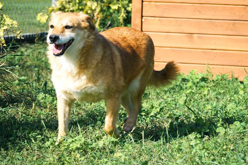 FOKSIK - śliczny, starszy piesek