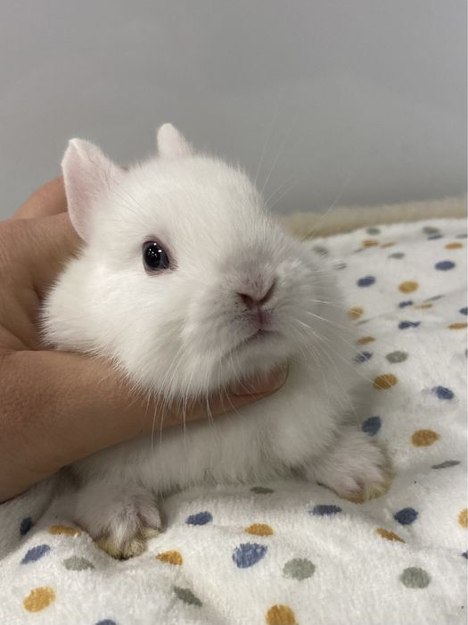 Królik karzełek Teddy mniejszy niż miniaturka