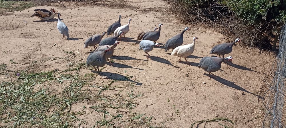 Fracas , Galinha Angola, Pintadas, pintos de 1 mês
