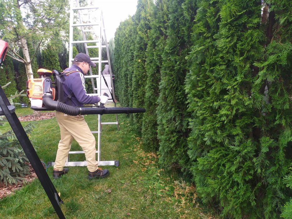 Чистка ,стрижка і оприскування від шкідників Туй