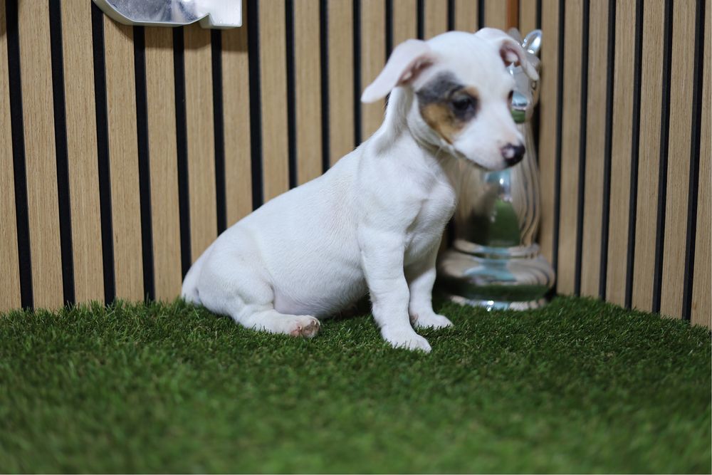 Jack russell fêmea
