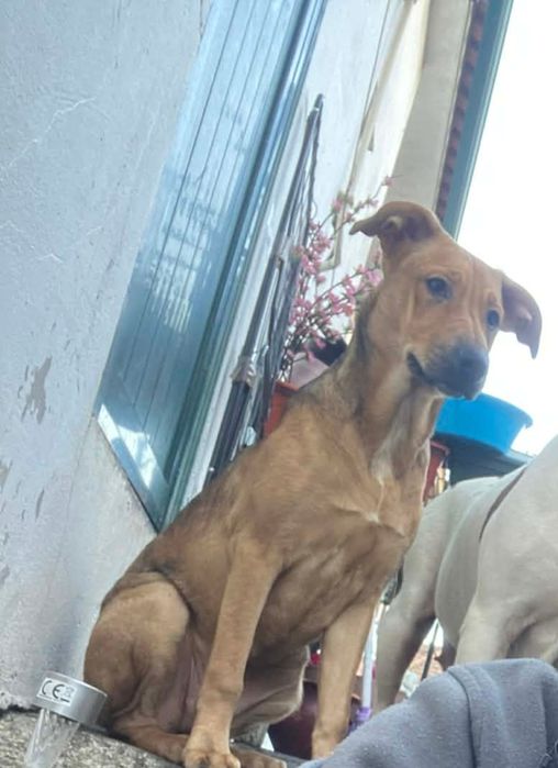 Dou cadela muito meiga