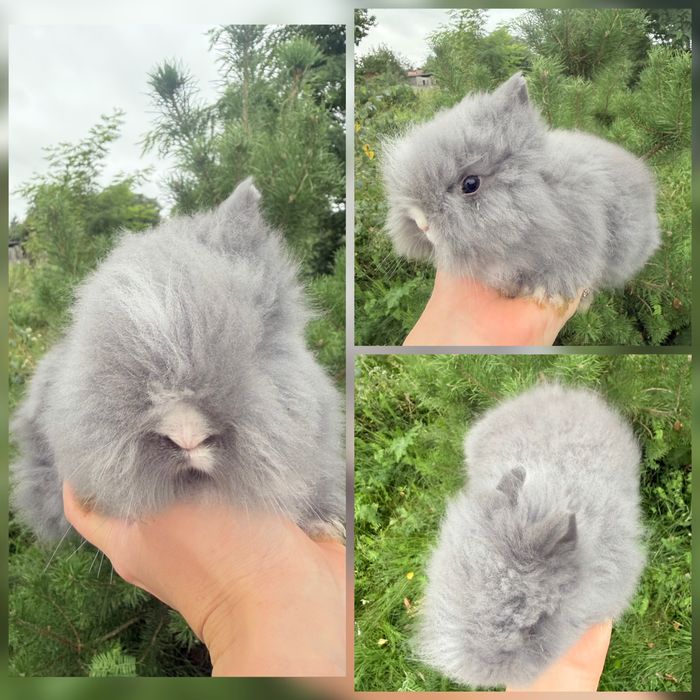 Królik Mini Lop/Karzełek Tedddy /Niebieski /Hodowla zarejestrowa