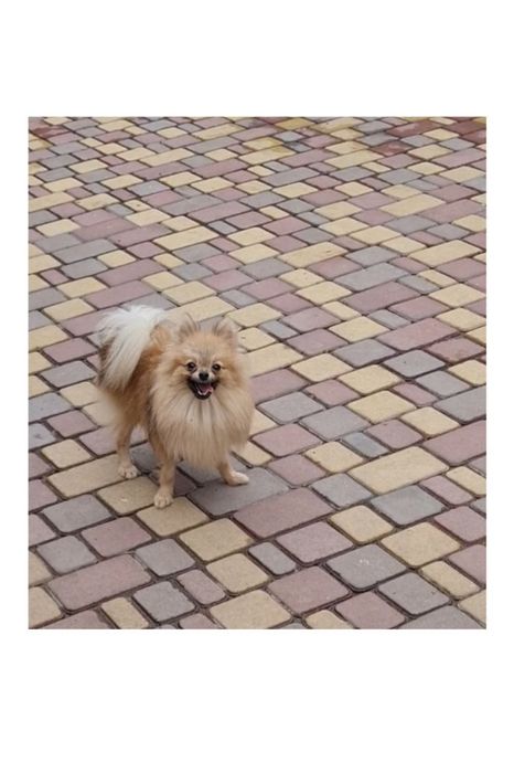 Хлопчики померанського шпіца