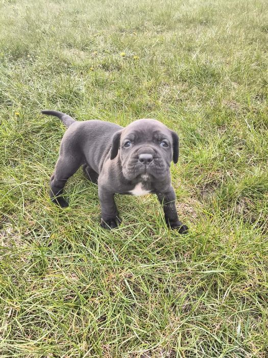 Cane Corso Pies szczeniak