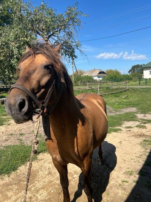 Продаємо жеребця 4 роки