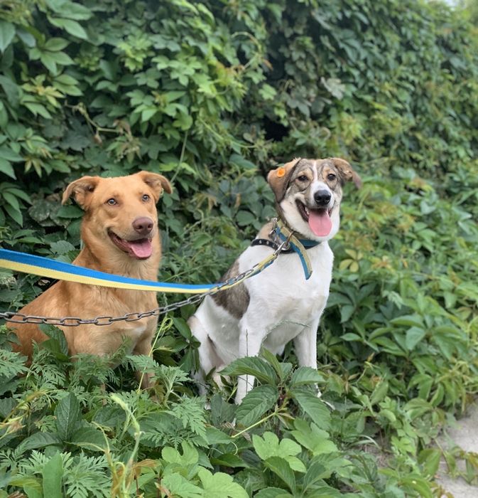 Прекрасная, крупная собачка Сильва