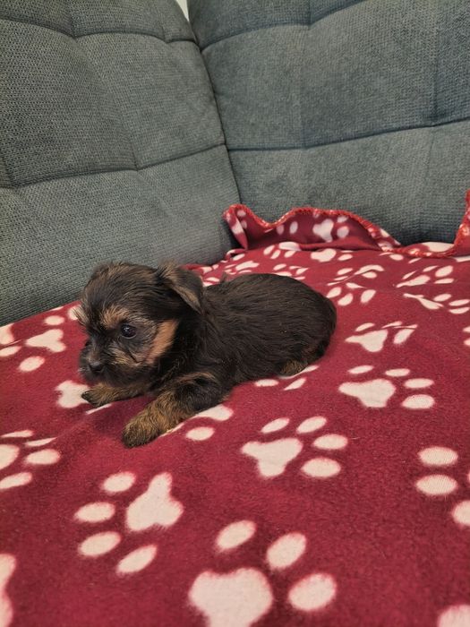 Yorkshire terrier sunia